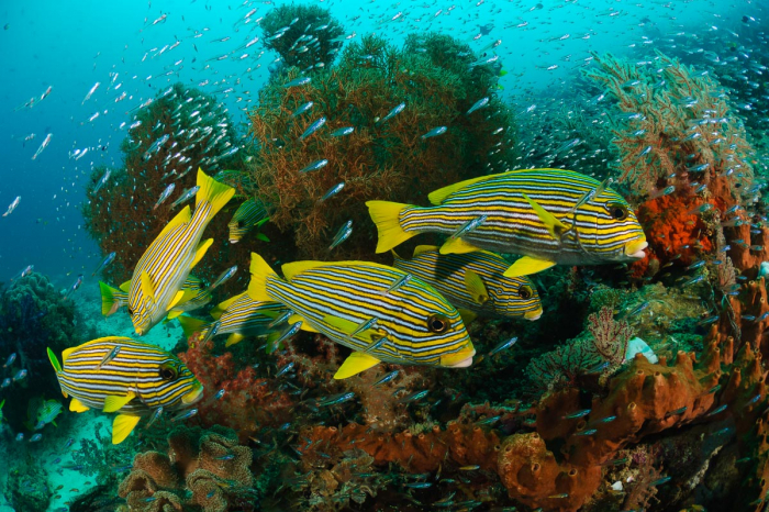 Raja Ampat Reef