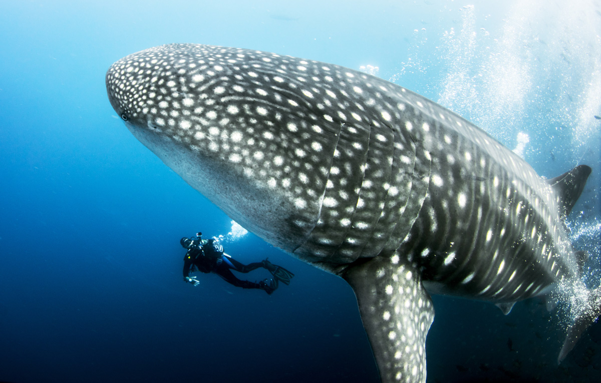 whale shark diver