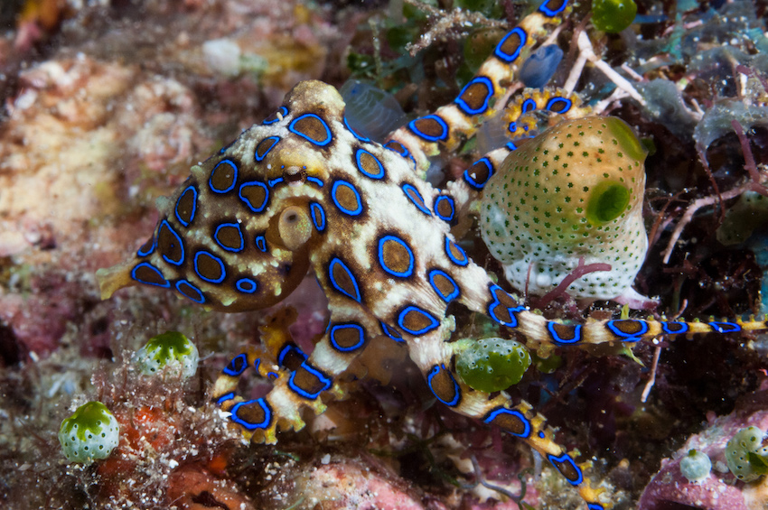 Colorful Octopus Strides Along Ocean Floor in Australia