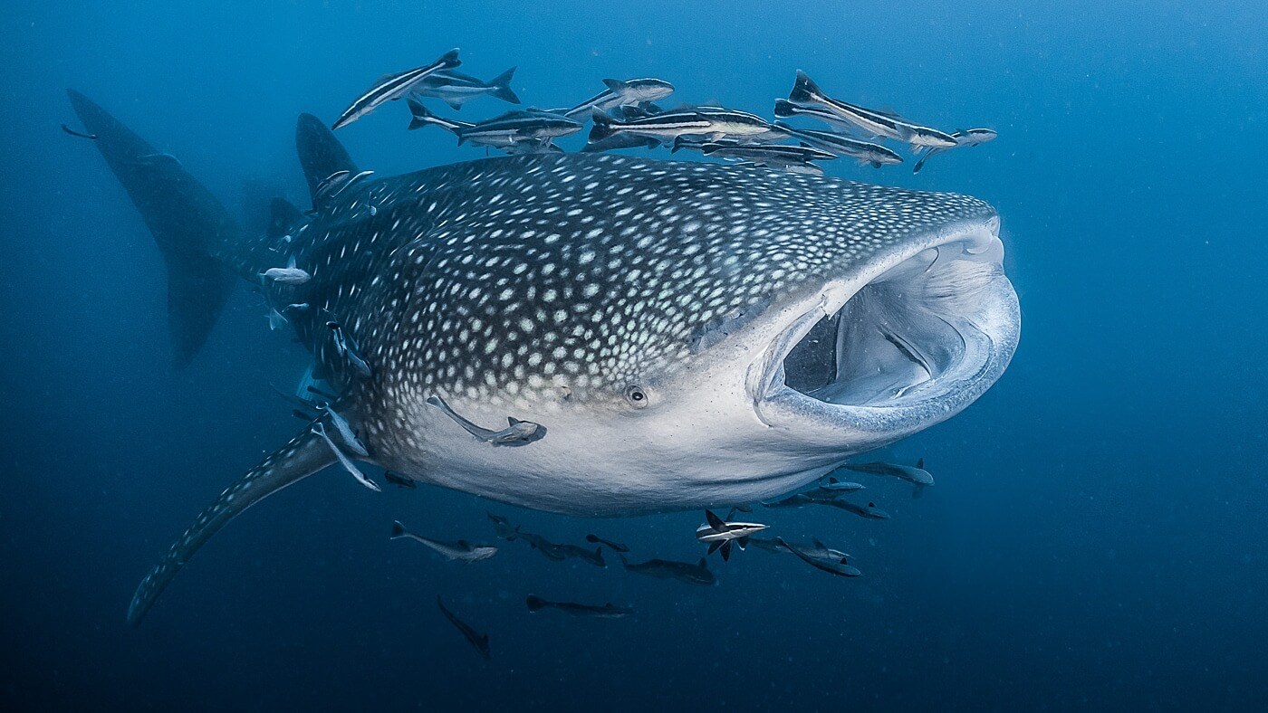 Best places to dive with whale sharks in Asia | ZuBlu