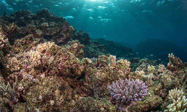 Fiji's corals recovering after cyclone damage | ZuBlu