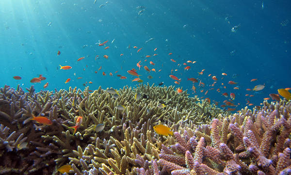 Global Fund For Coral Reefs Announcement | ZuBlu