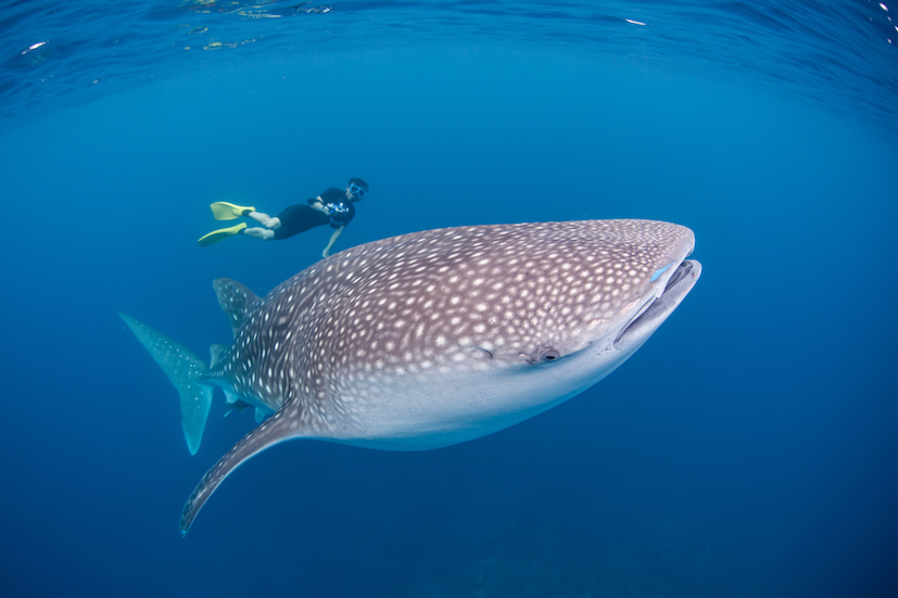 Where to dive and snorkel with whale sharks