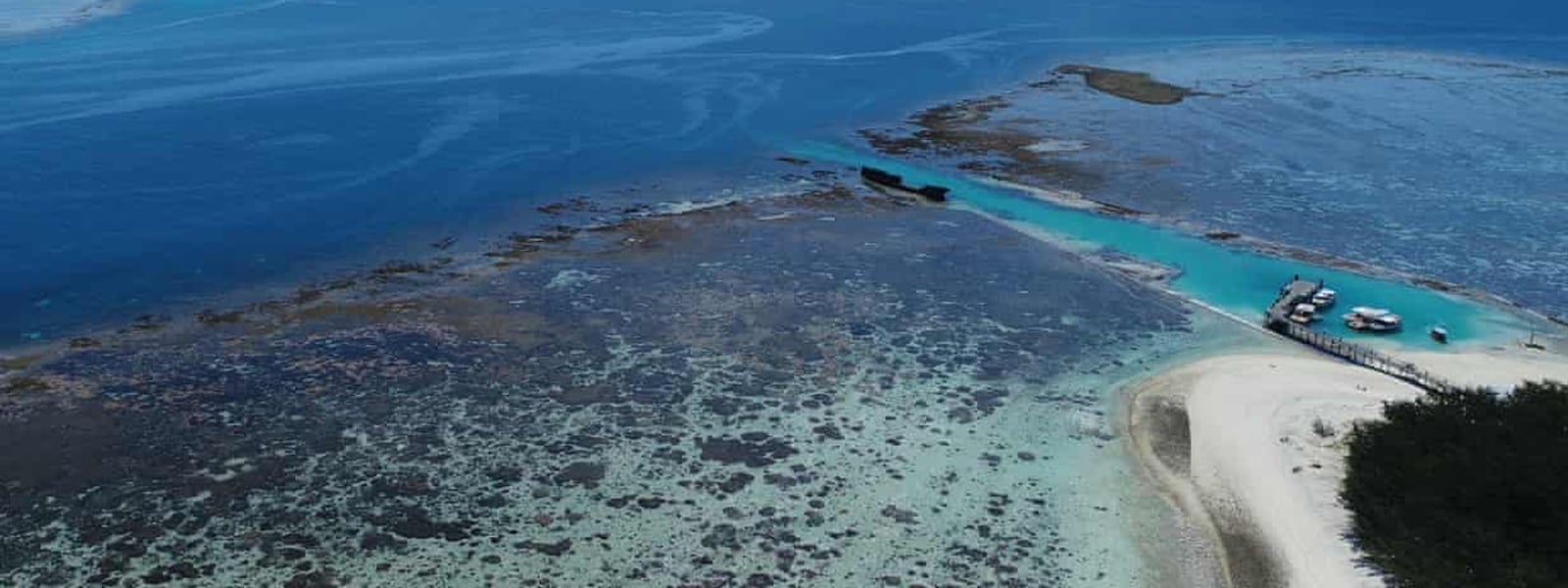 Sea cucumber poo could save a Queensland reef | ZuBlu