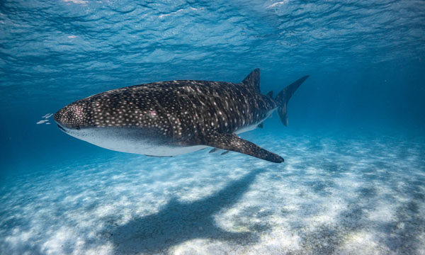 Whale sharks gather at a few specific locations around the world – now we  know why