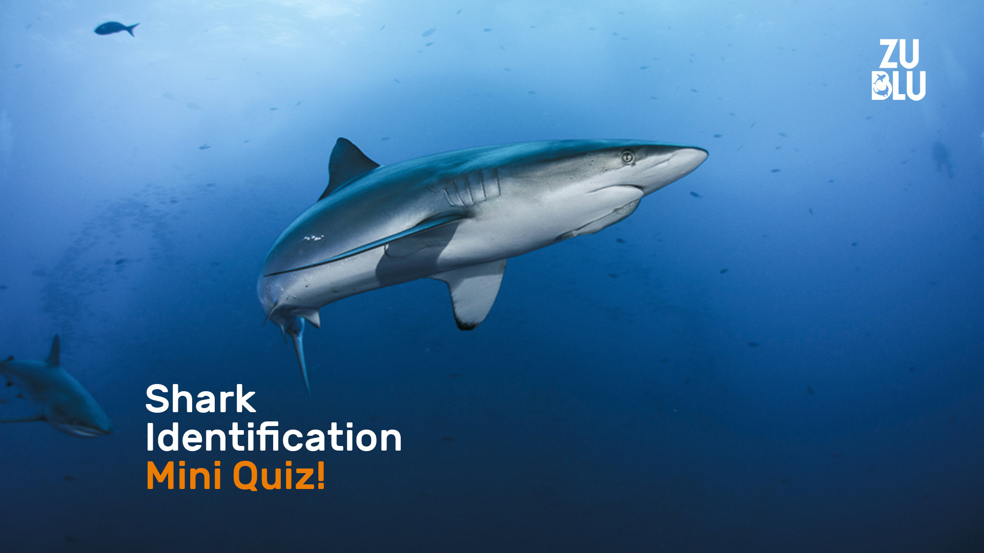 Mini Shark ID Quiz | ZuBlu