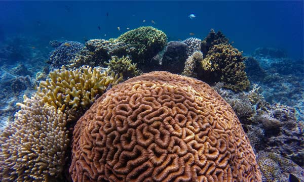 Hope For The World's Coral Reefs | ZuBlu