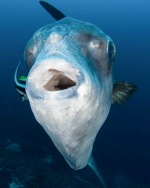 Scuba Diving in Amed, Bali | ZuBlu