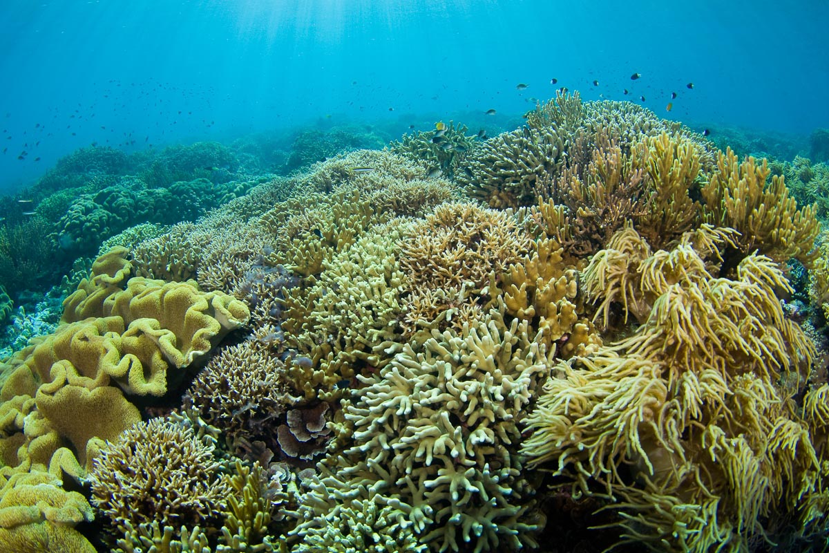 Scuba diving in the Banda Sea and Forgotten Islands | ZuBlu