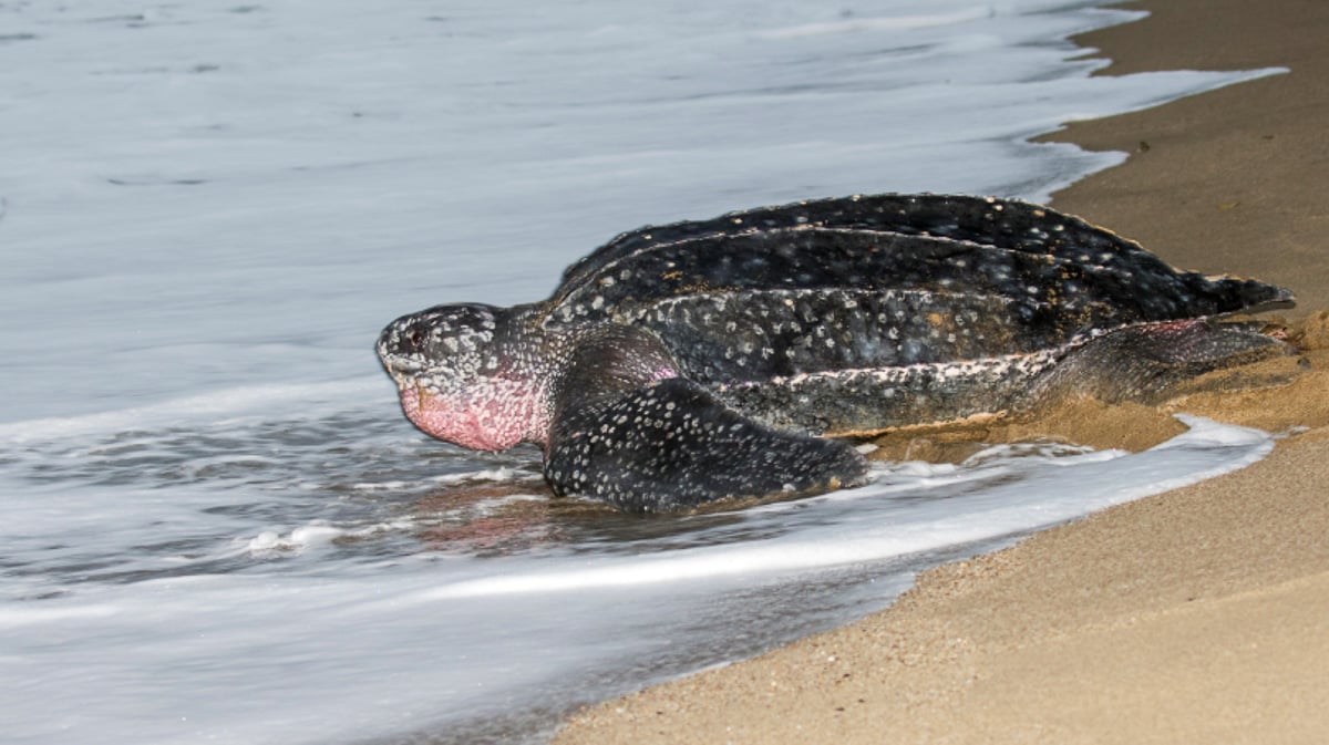 Leatherback turtles return to Thailand's beaches | ZuBlu