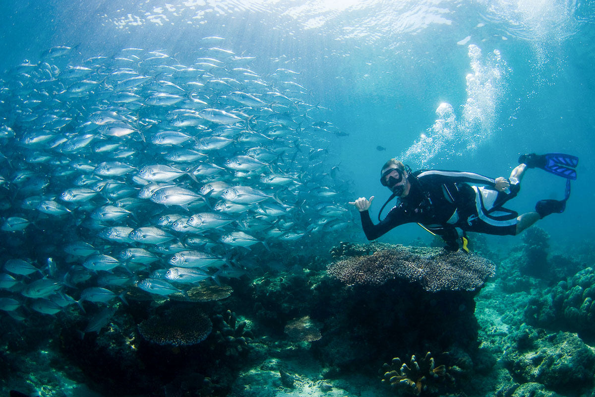 Scuba Diving In Sipadan Sabah Malaysia Zublu