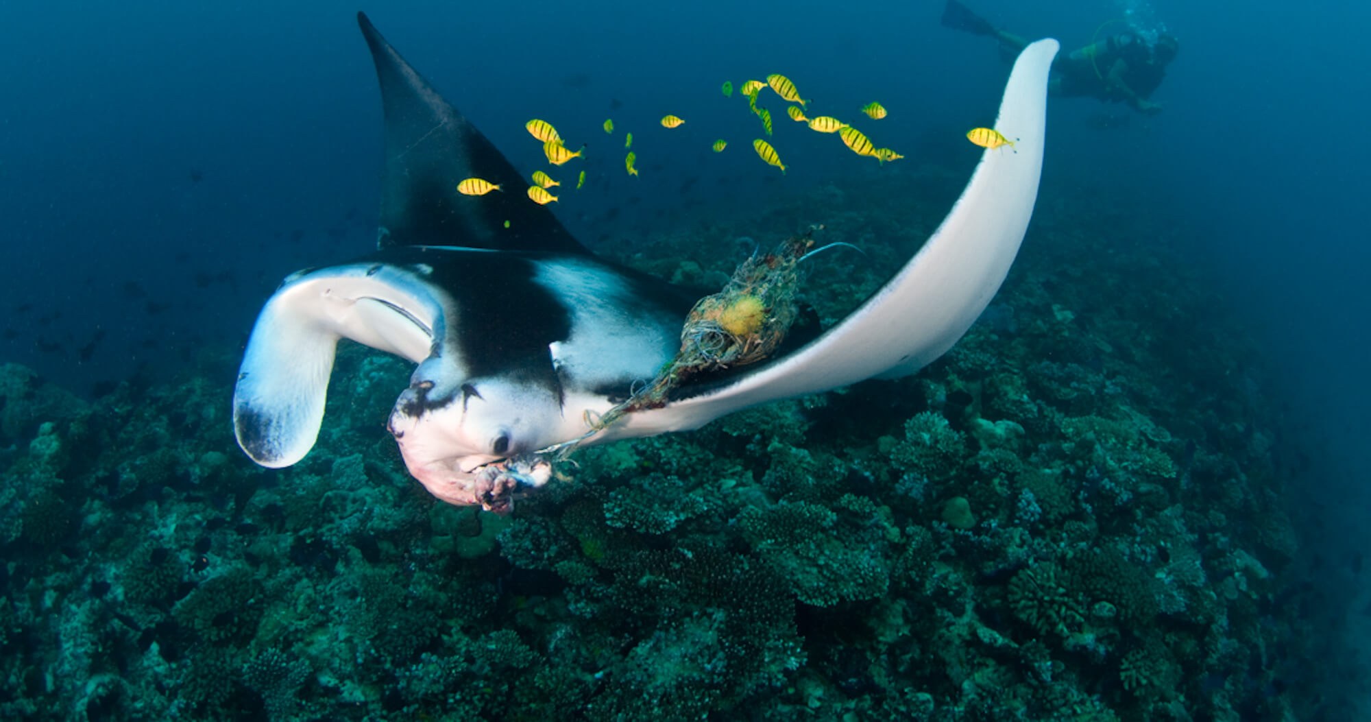 Manta Ray Rescue In The Maldives | ZuBlu