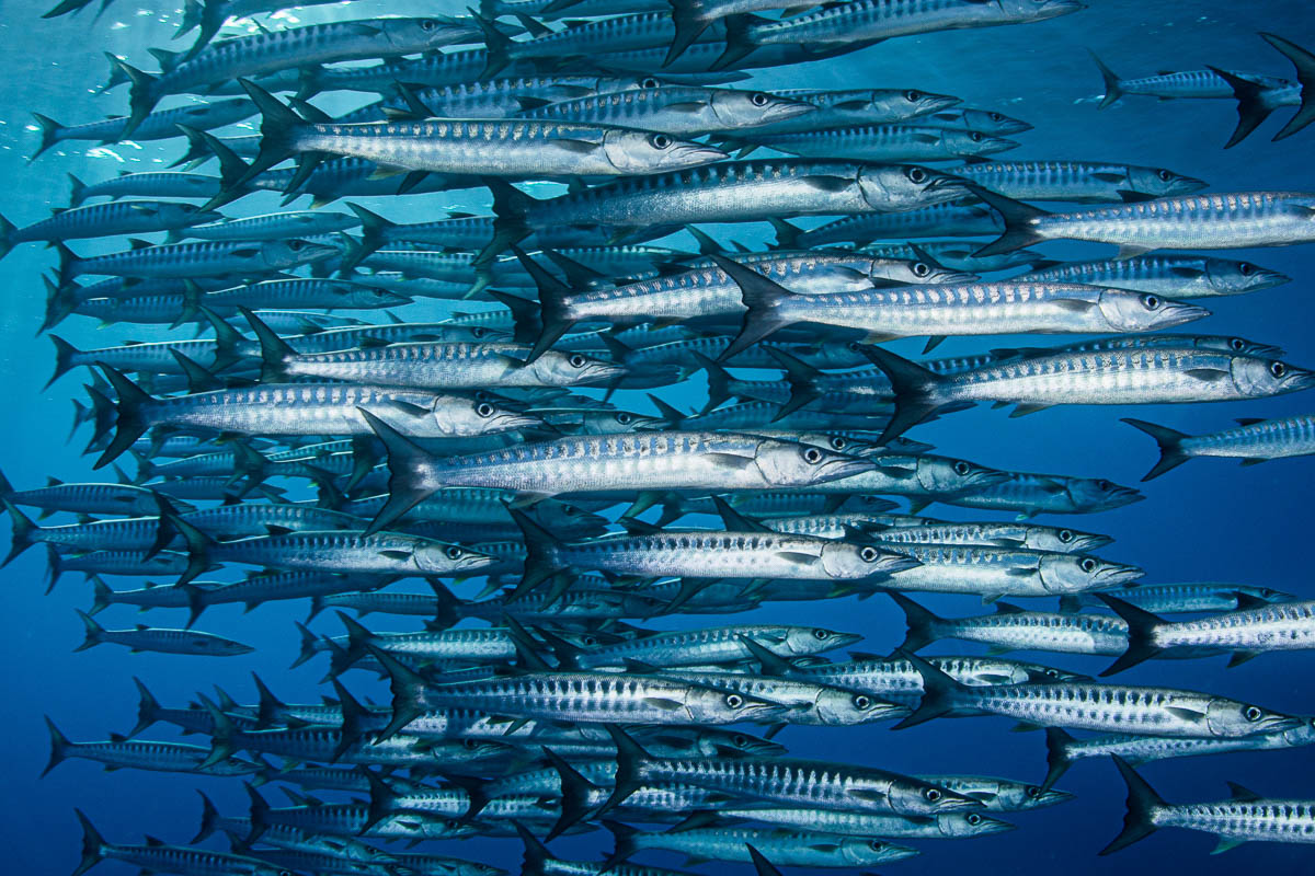 Apo Reef and Occidental Mindoro | ZuBlu