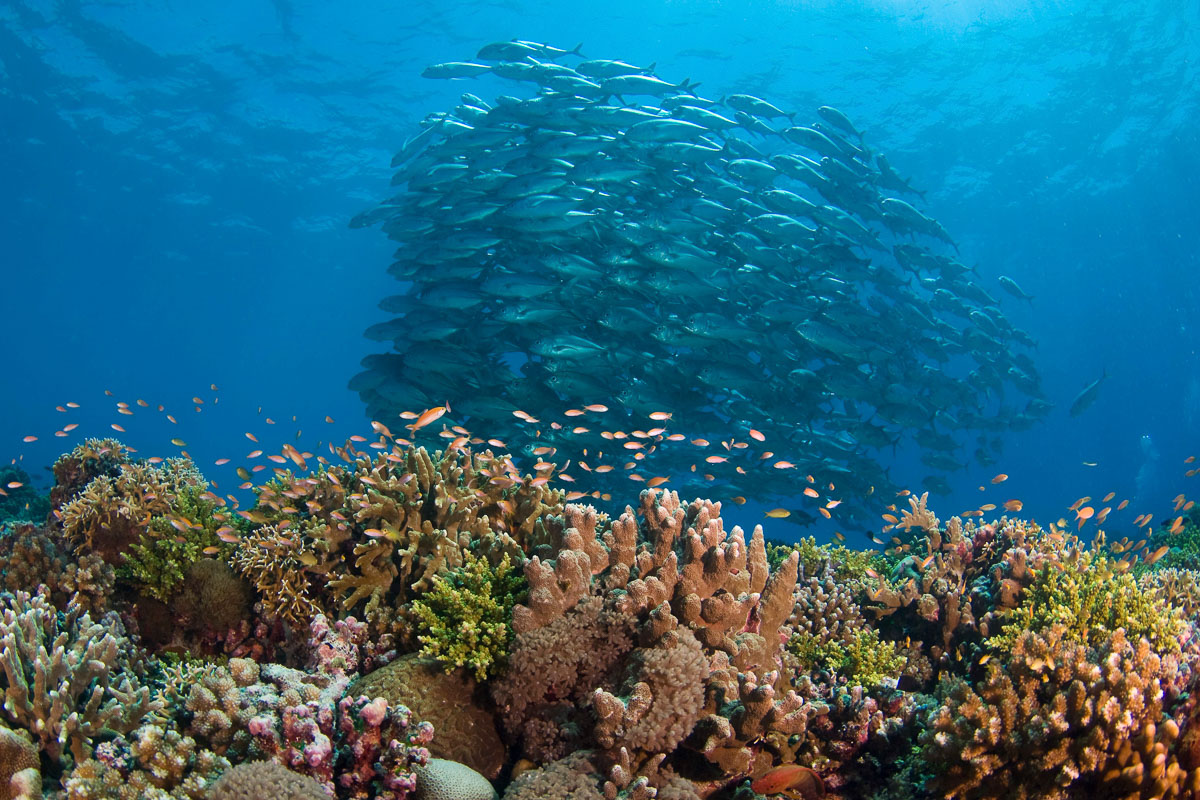 Scuba Diving In Tubbataha | ZuBlu