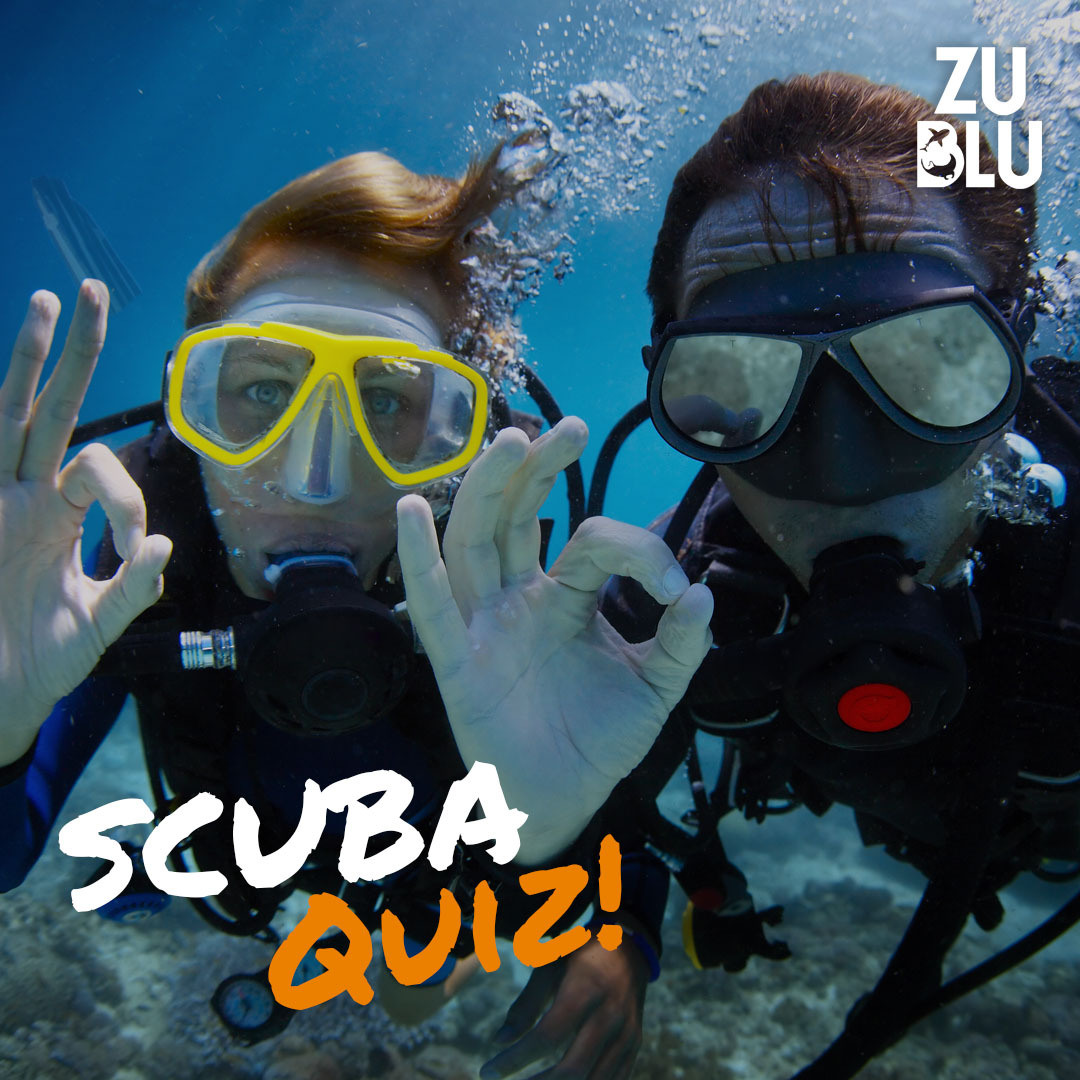 Scuba Quiz | ZuBlu